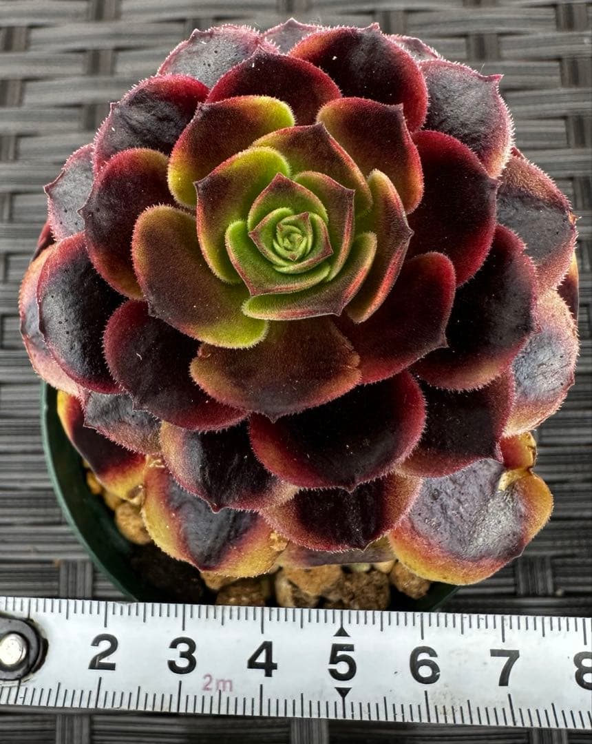 アエオニウム 欧嘉莉③⭐️お買い得 — image 4