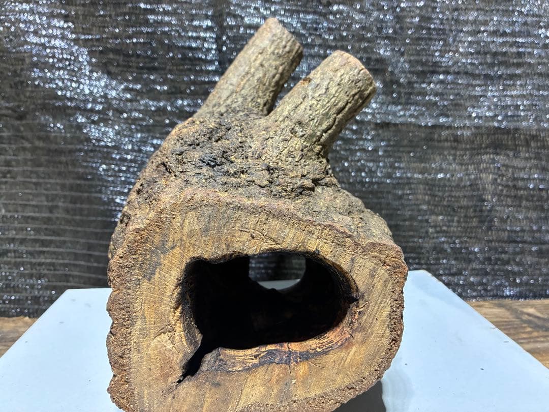クワガタ　カブトムシ　クワリウム　隠れ屋 — image 4