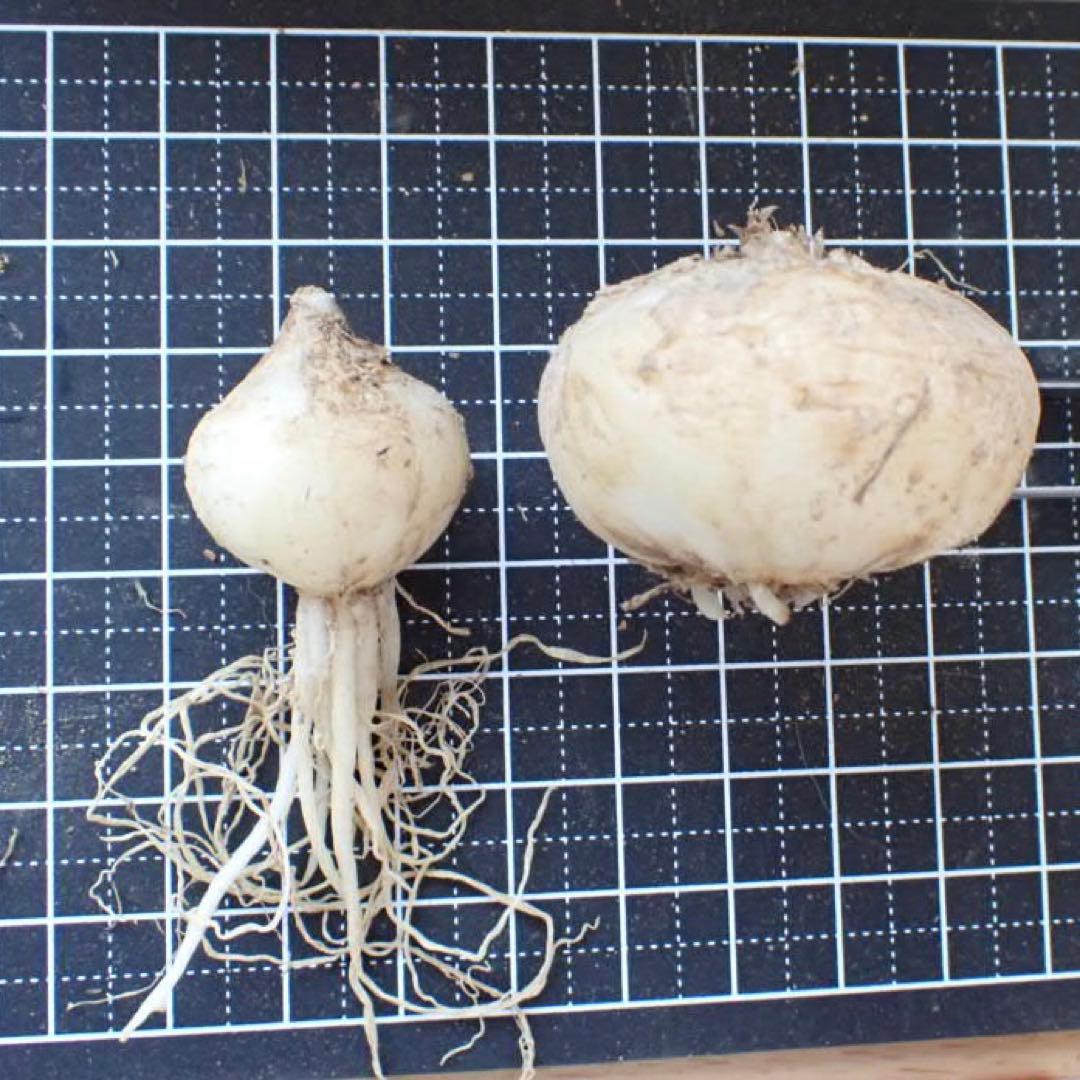 球根　アルブカコンコルディアナ　特大　開花サイズ — image 2
