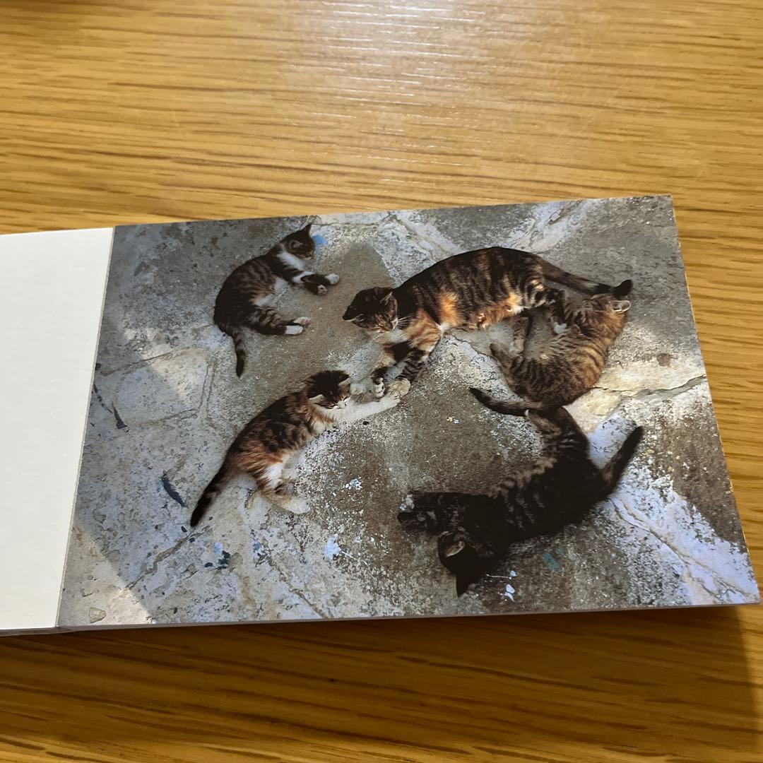 CATS IN THE SUN 猫　ポストカード — image 3