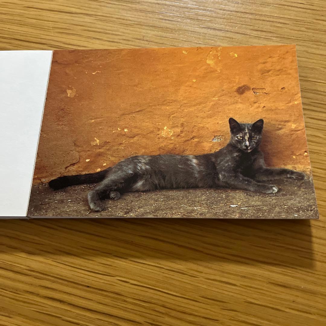 CATS IN THE SUN 猫　ポストカード — image 4