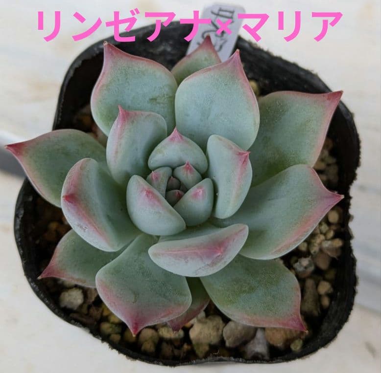 ふーさん様 リクエスト 2点 まとめ商品 — image 2