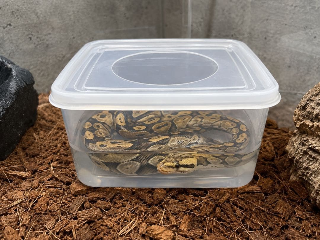 蛇飼育に最適 ウォーターシェルター 水入れ 隠れ家 ボールパイソン【Mサイズ】 — image 4