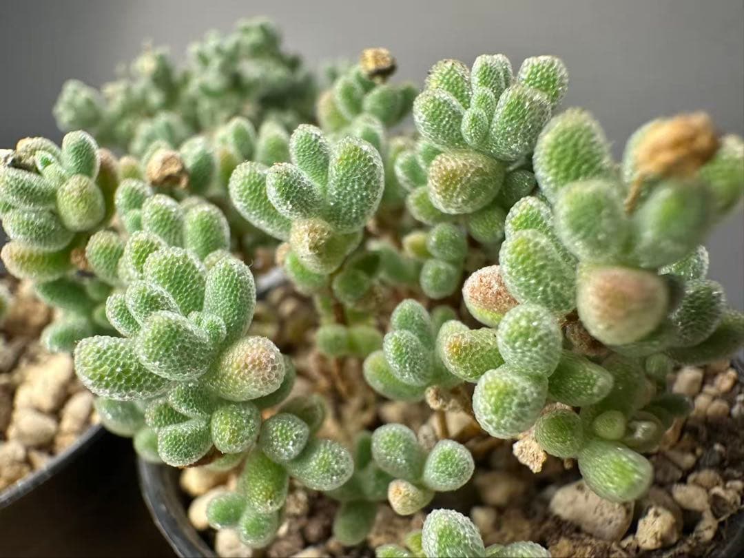 新入荷　ドロサンテマム　アイスクリスタル　メセン　多肉植物　1苗　鉢5.3cm — image 2