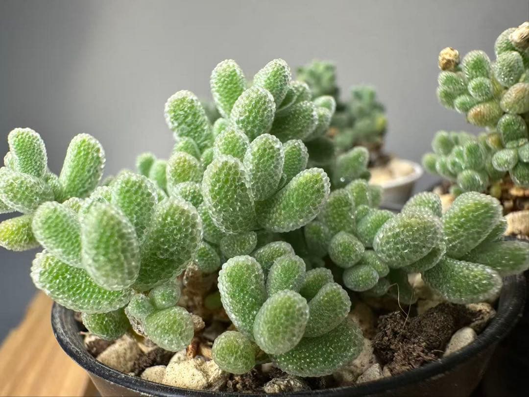 新入荷　ドロサンテマム　アイスクリスタル　メセン　多肉植物　1苗　鉢5.3cm — image 3