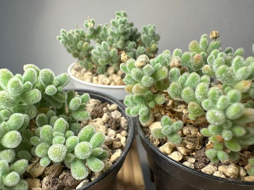 新入荷　ドロサンテマム　アイスクリスタル　メセン　多肉植物　1苗　鉢5.3cm — image 4