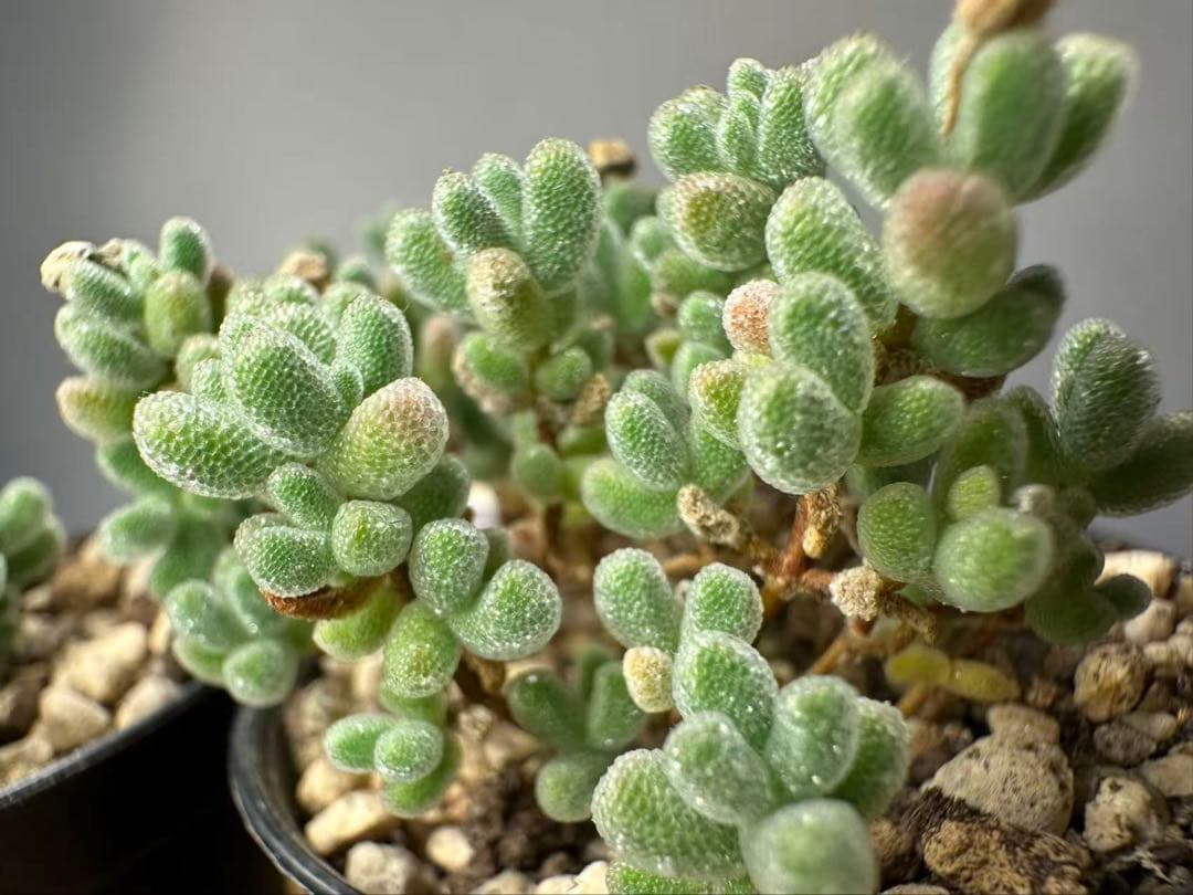 新入荷　ドロサンテマム　アイスクリスタル　メセン　多肉植物　1苗　鉢5.3cm — image 5