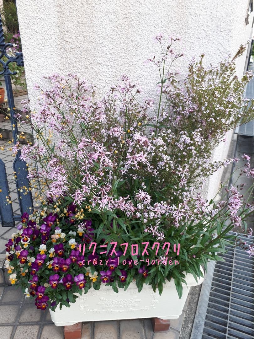 6/24b♡種♡リクニス・フロスククリ♡強健♡200粒以上♡ — image 2