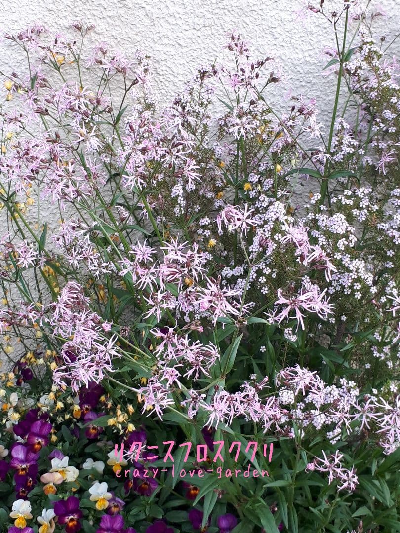 6/24b♡種♡リクニス・フロスククリ♡強健♡200粒以上♡ — image 3