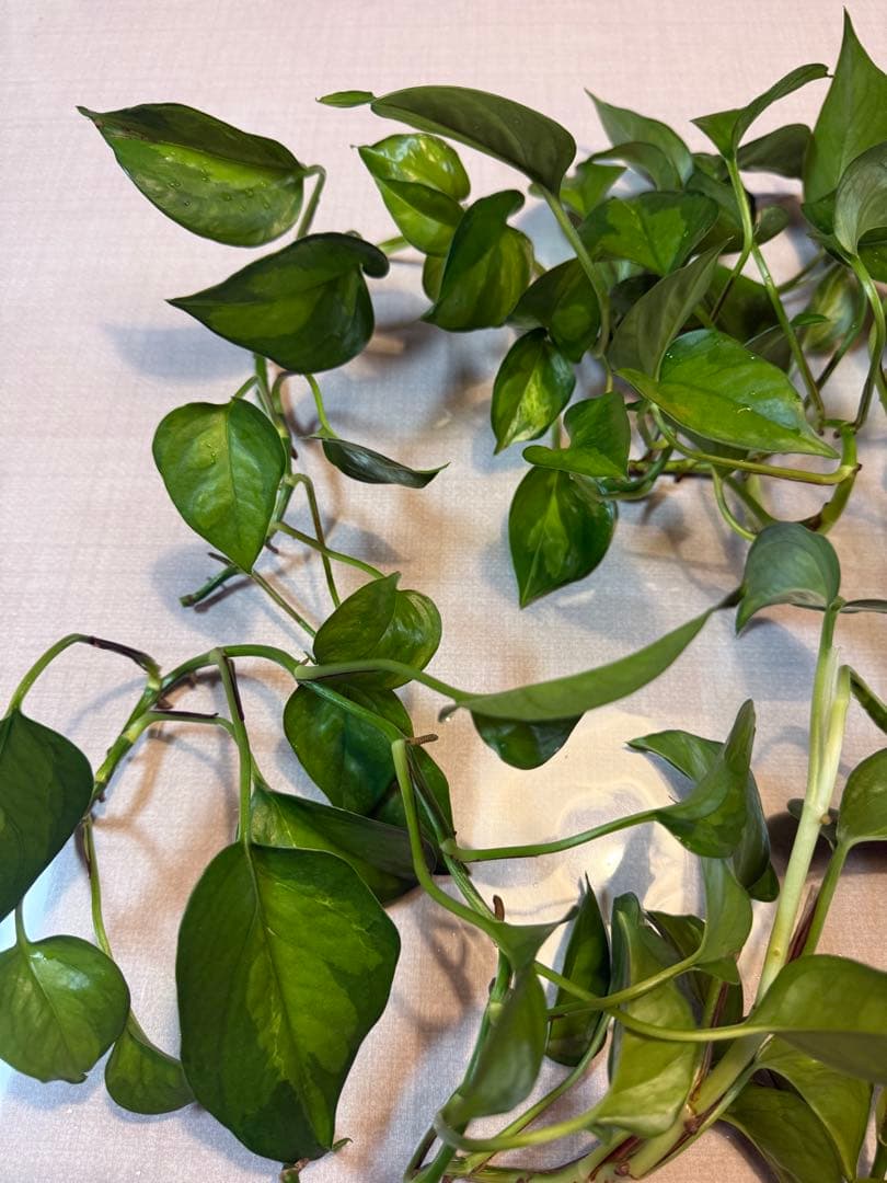 ポトスグローバルグリーン　観葉植物 剪定枝 挿し木用　大量 — image 2