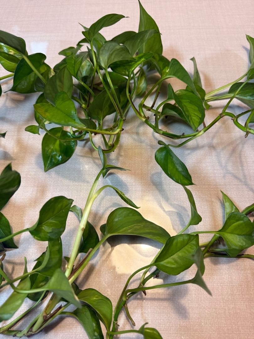 ポトスグローバルグリーン　観葉植物 剪定枝 挿し木用　大量 — image 3
