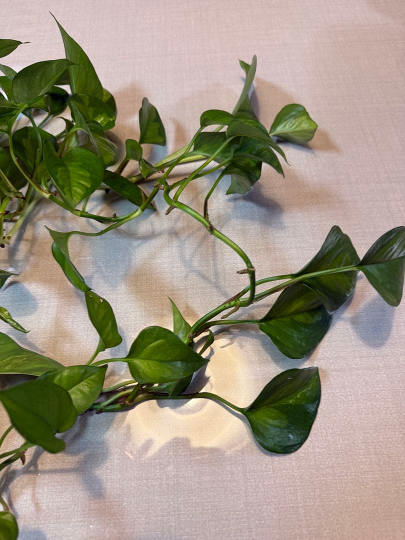 ポトスグローバルグリーン　観葉植物 剪定枝 挿し木用　大量 — image 4
