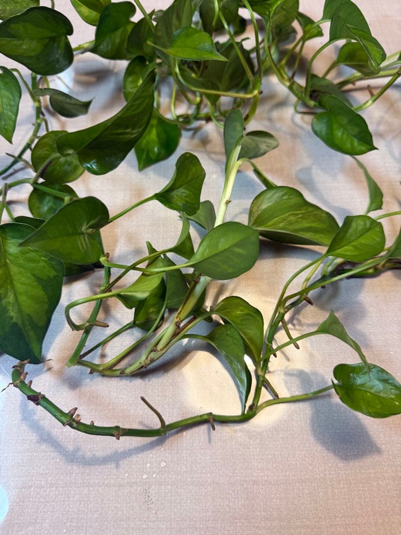 ポトスグローバルグリーン　観葉植物 剪定枝 挿し木用　大量 — image 5
