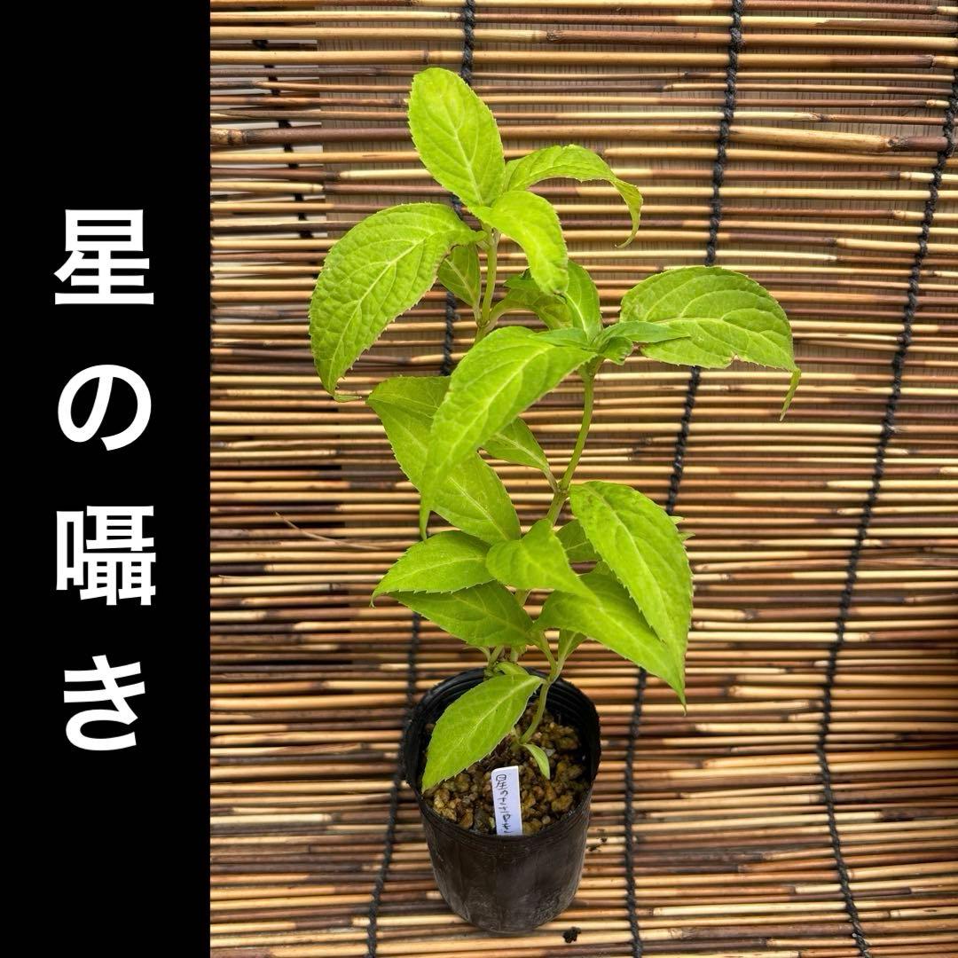 なな様 リクエスト 2点 まとめ商品 — image 2