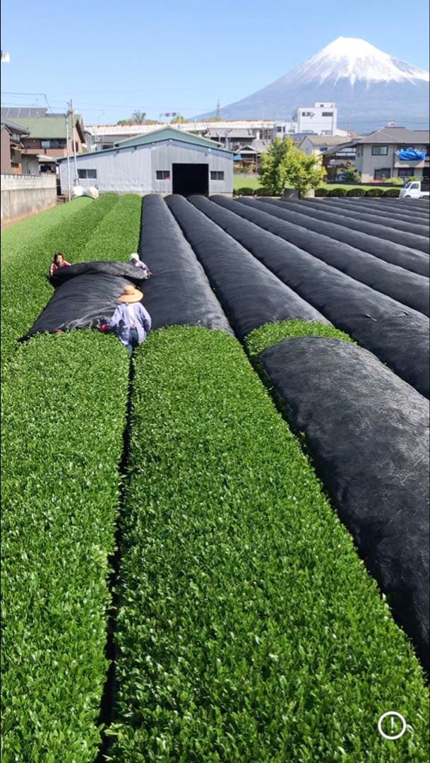 深蒸し茶　１００ｇ×６袋　深むし茶　カテキン Green tea — image 2