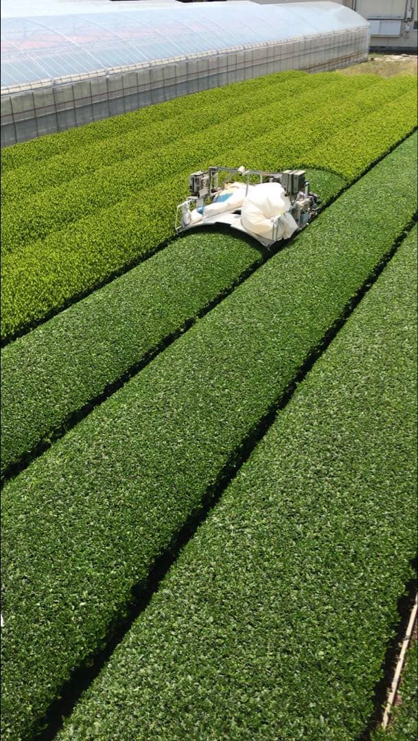深蒸し茶　１００ｇ×６袋　深むし茶　カテキン Green tea — image 3