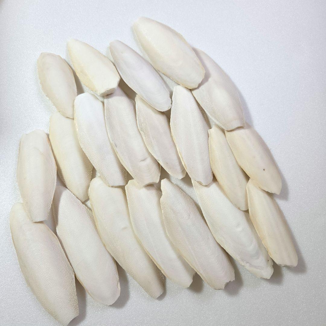 カトルボーン　20枚セット 10㎝～13㎝ — image 2