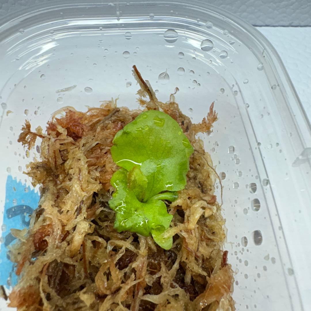 【希少品種】リドレイ　斑入り　幼苗 — image 2