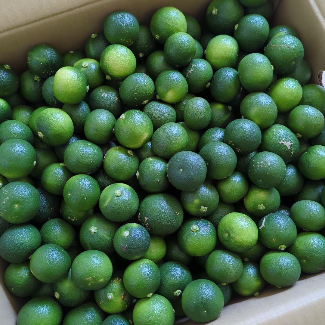 徳島産ハウスすだち『 新鮮すだち』 1.4kg — image 3