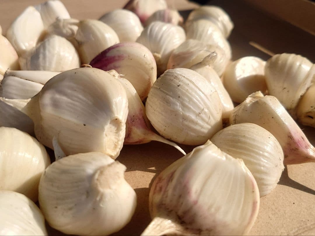 '26年産 低農薬 生にんにくバラ 700g ホワイト6片 サイズ M~2L — image 2