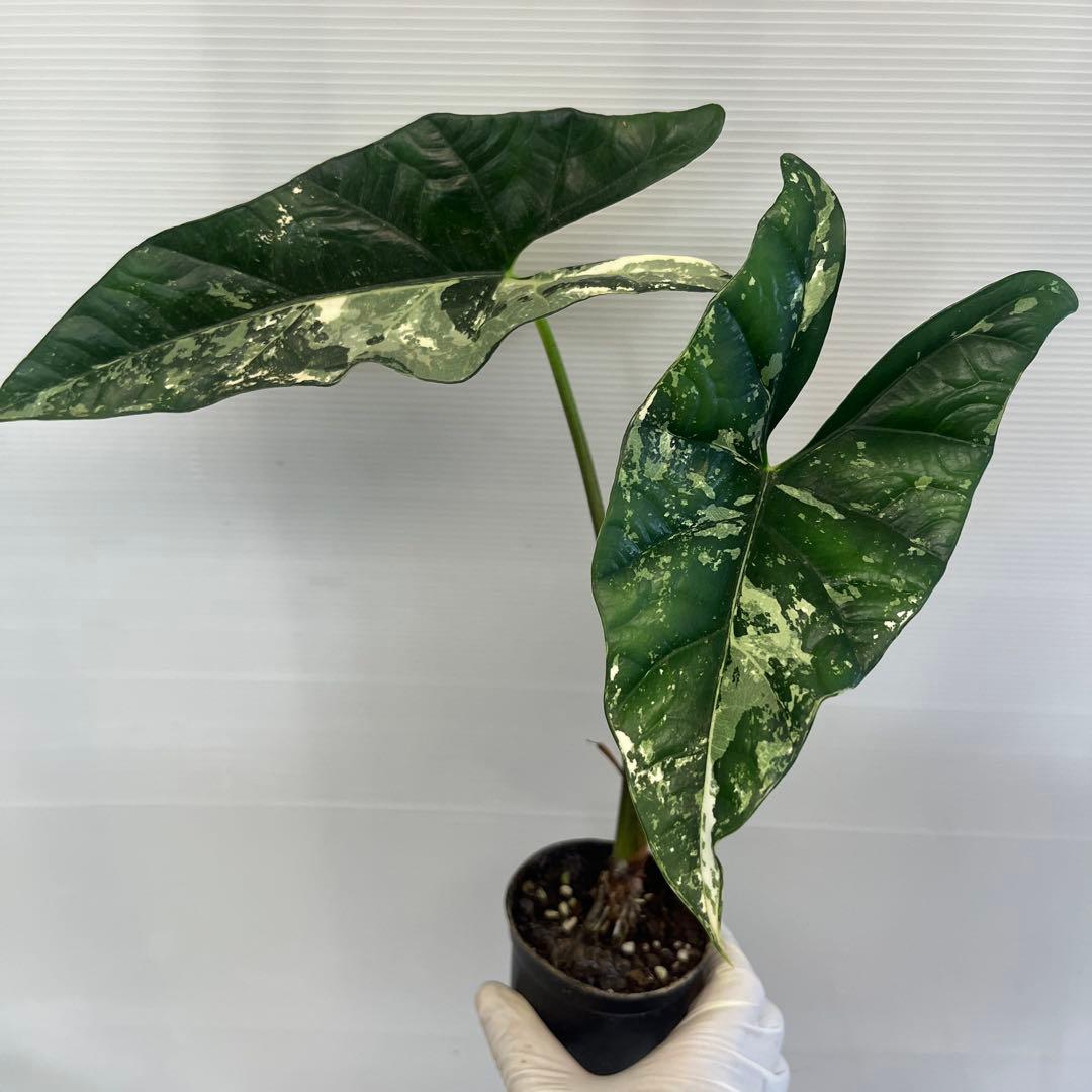 YM309 アロカシア シンポ アルボ斑入り — image 2