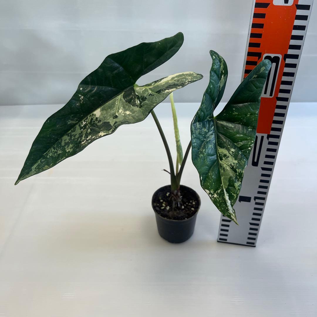 YM309 アロカシア シンポ アルボ斑入り — image 3