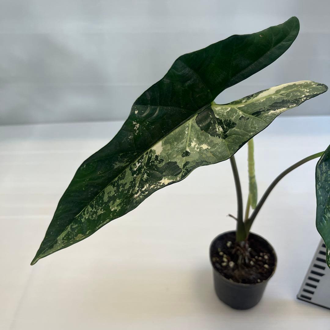 YM309 アロカシア シンポ アルボ斑入り — image 4