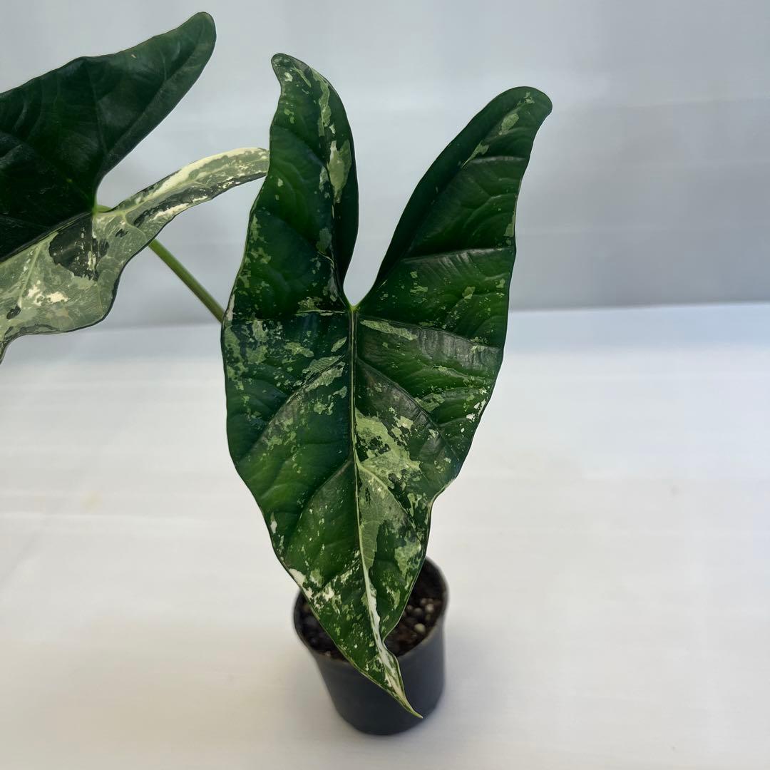 YM309 アロカシア シンポ アルボ斑入り — image 5