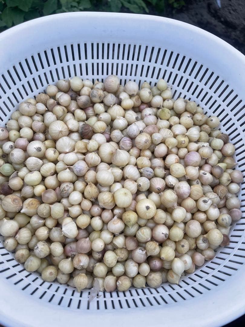 ネンド玉ねぎ苗 50個 — image 3