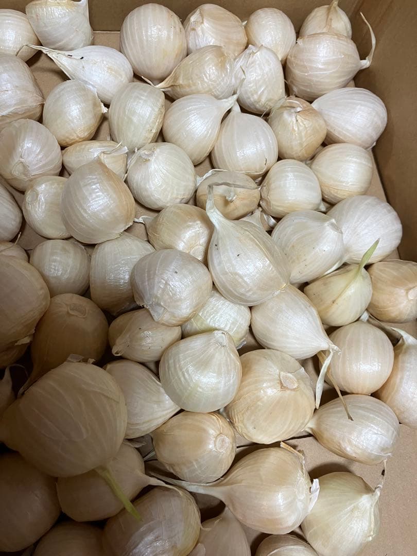ジャンボニンニク　ニンニク　野菜　香味野菜　農薬不使用　農家直送 — image 2