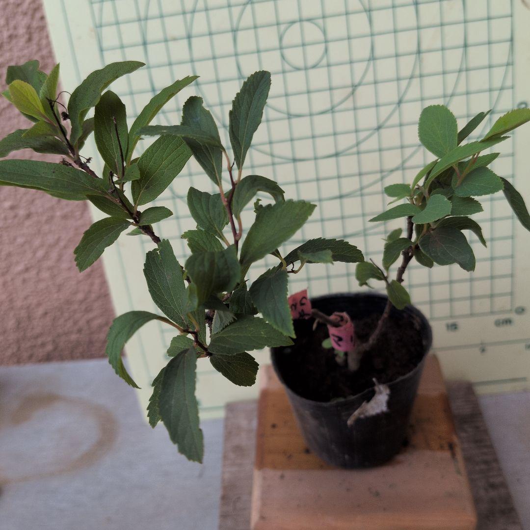 小手毬　　6/22 — image 3