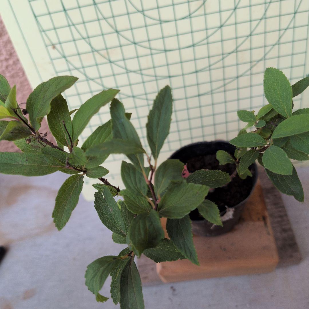 小手毬　　6/22 — image 4