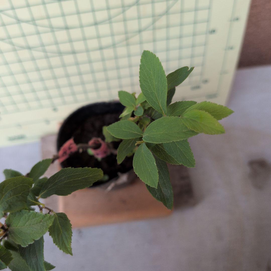 小手毬　　6/22 — image 5