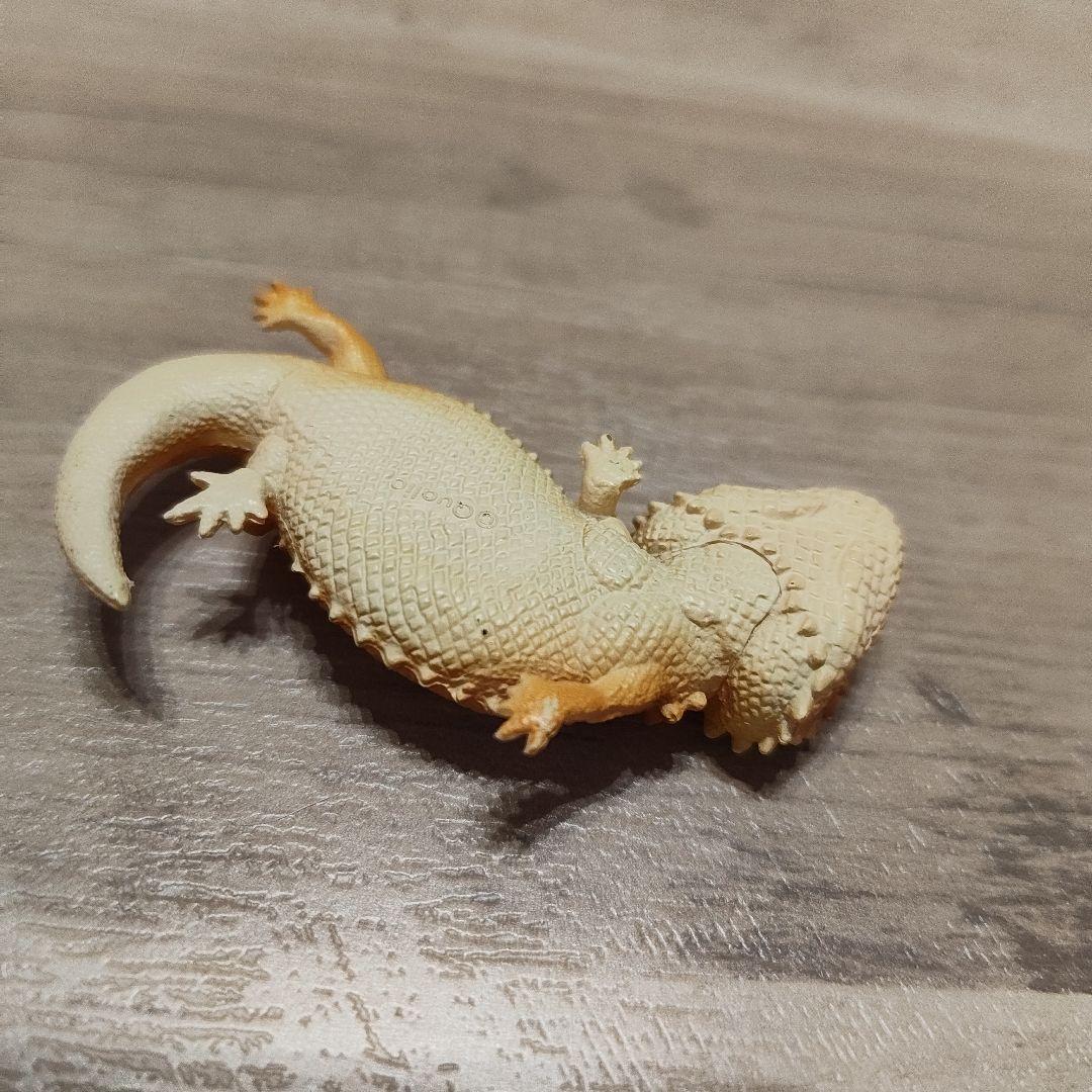 ニシアフリカトカゲモドキとフトアゴヒゲトカゲ おやすみ　オレンジ — image 2