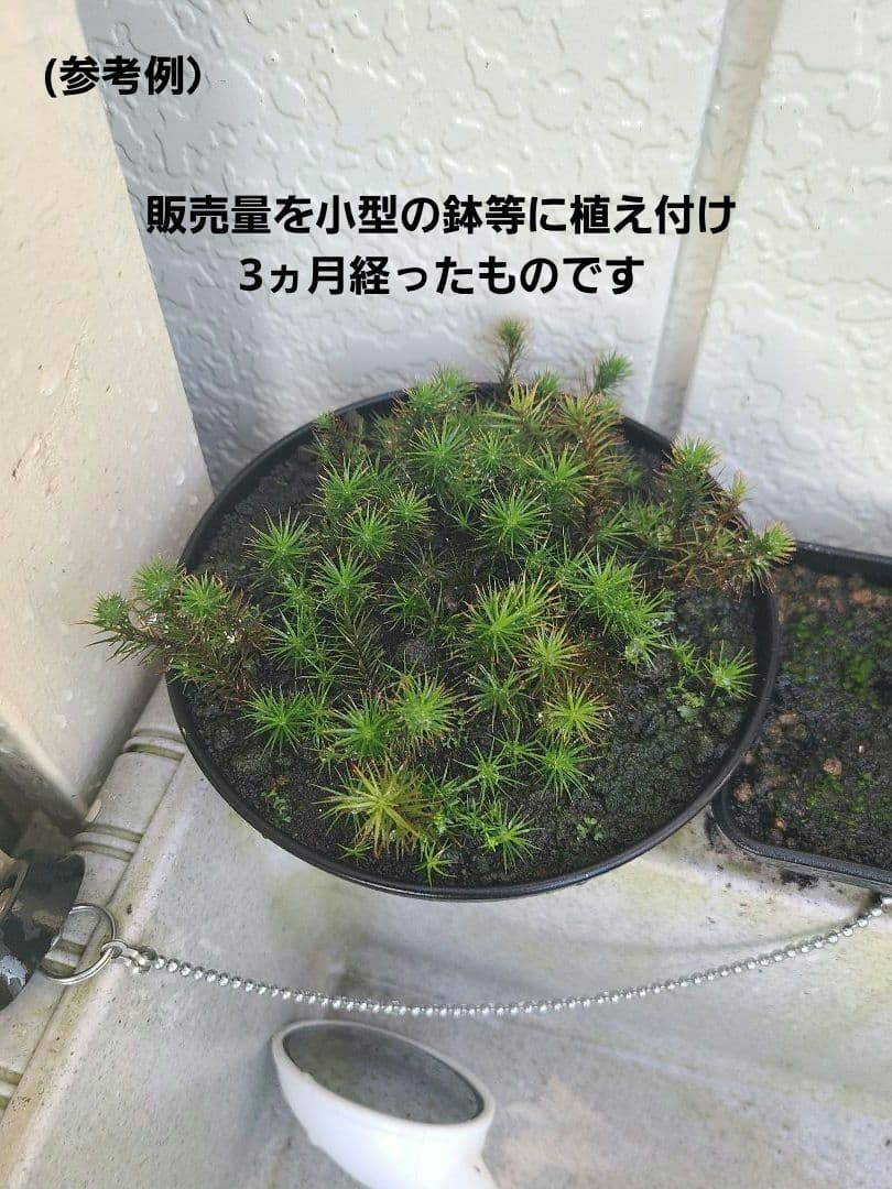 ウマスギ苔 — image 5