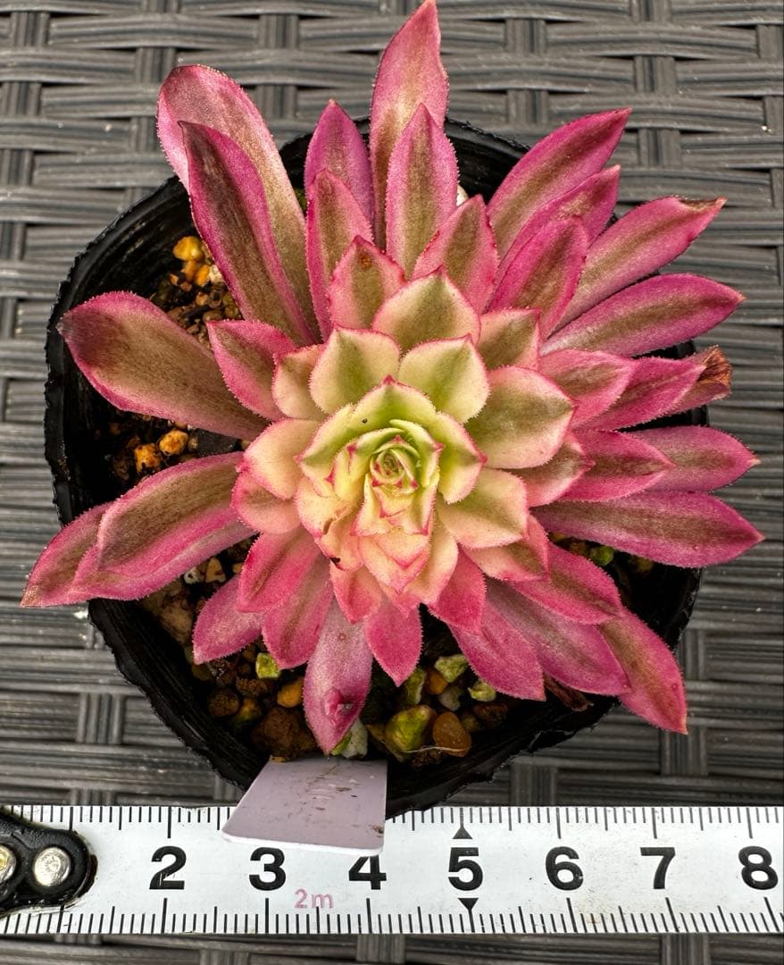アエオニウム アイスインク錦①⭐️お買い得 — image 3