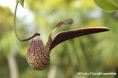 ふ*り様 ■ペリカン彷彿とさせる奇抜捕虫植物 アリストロキア リンゲンス 種子1 — image 2