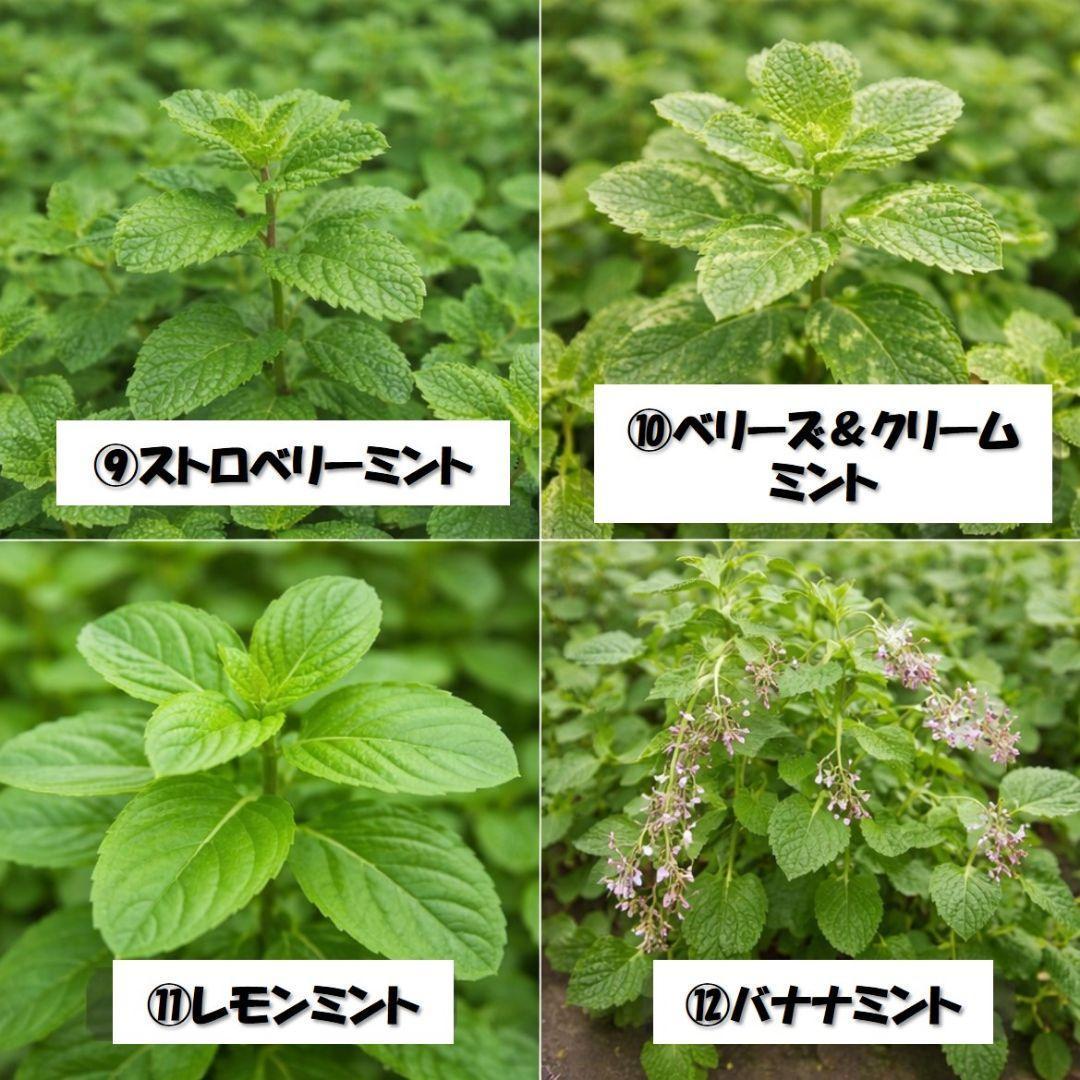 無農薬育ち！ミント・タイム・オレガノなど人気ハーブ苗 2株セット　苗の種類変更可 — image 4