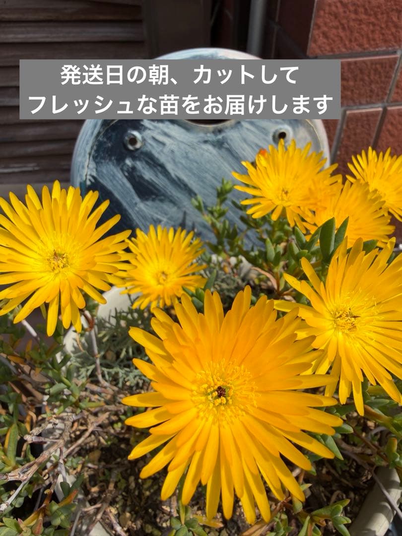 鈴木曜太郎様専用 — image 2