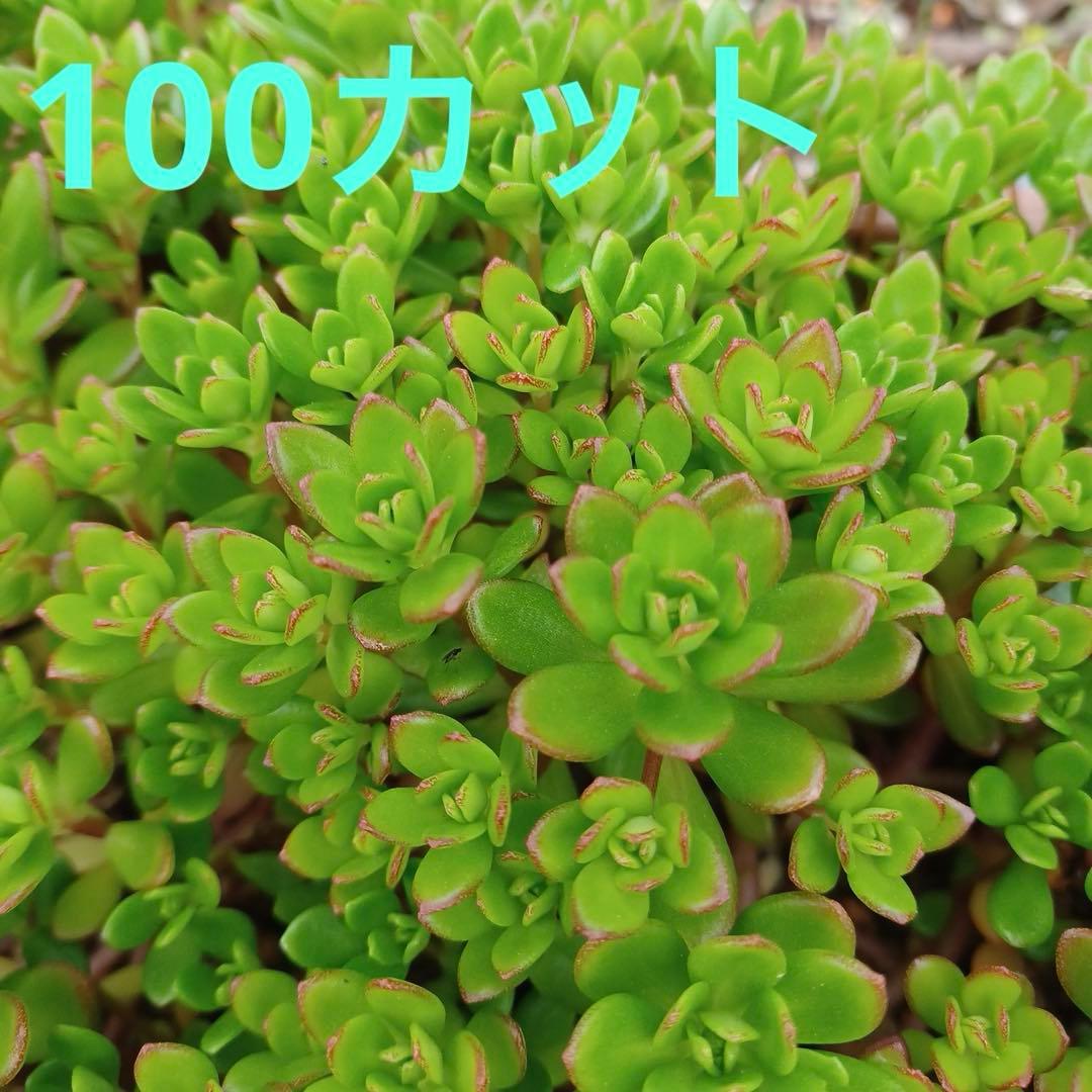 kojiguriririri様 リクエスト 2点 まとめ商品 — image 2