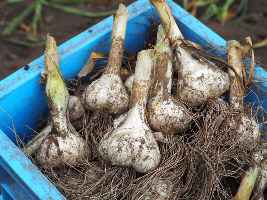 令和8年産 ホワイト六片 生にんにく 350g — image 2