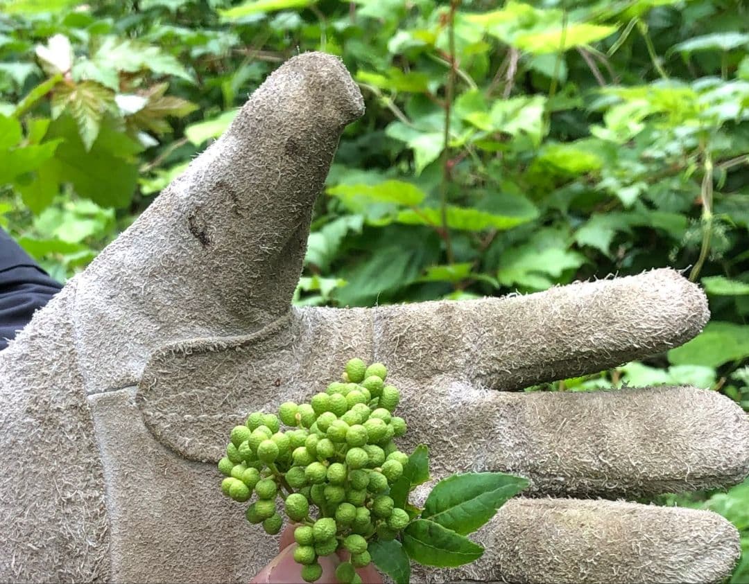 No Border様専用 送料込み！青森県産 実山椒☆300g+増量中 採れたて — image 4