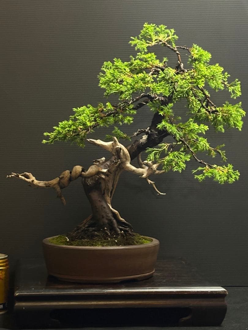 [元祖❗️サービスオークション盆栽❗️]真柏/杉葉は目を瞑って下さい — image 3