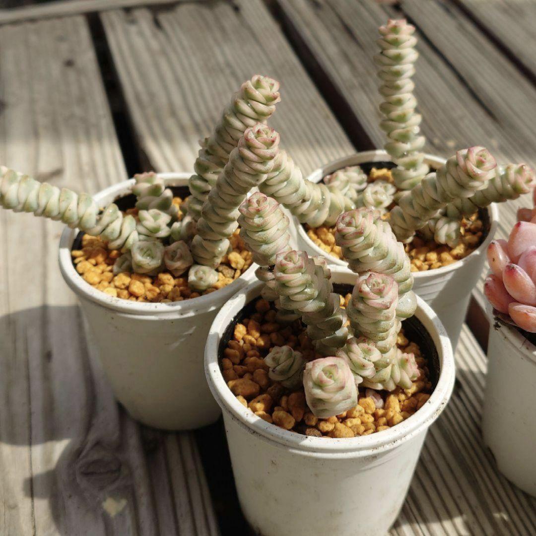 多肉植物　クラッスラ　ファンタジー　根あり — image 4