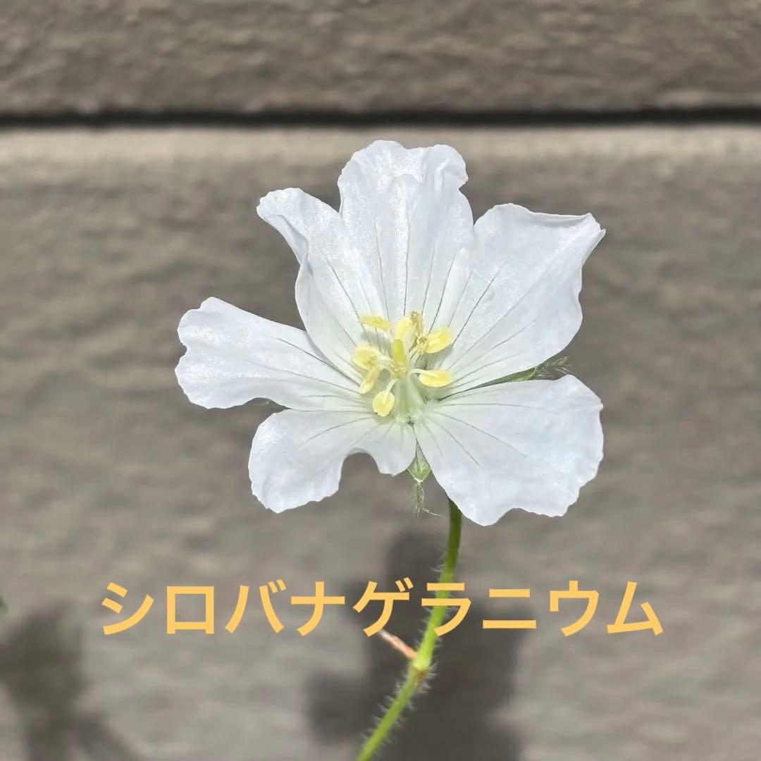 user_271ee6ab様 リクエスト 3点 まとめ商品 — image 2