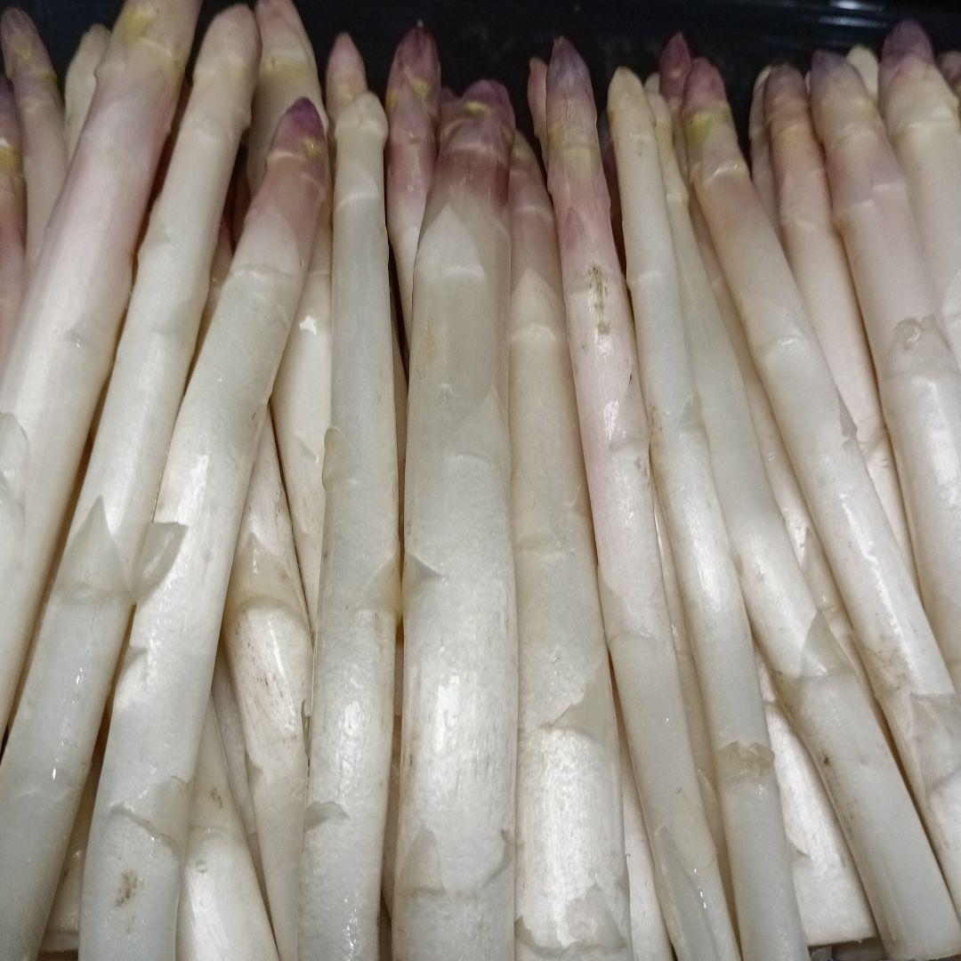 ホワイトアスパラガスB級品【700g】 露地栽培 — image 2