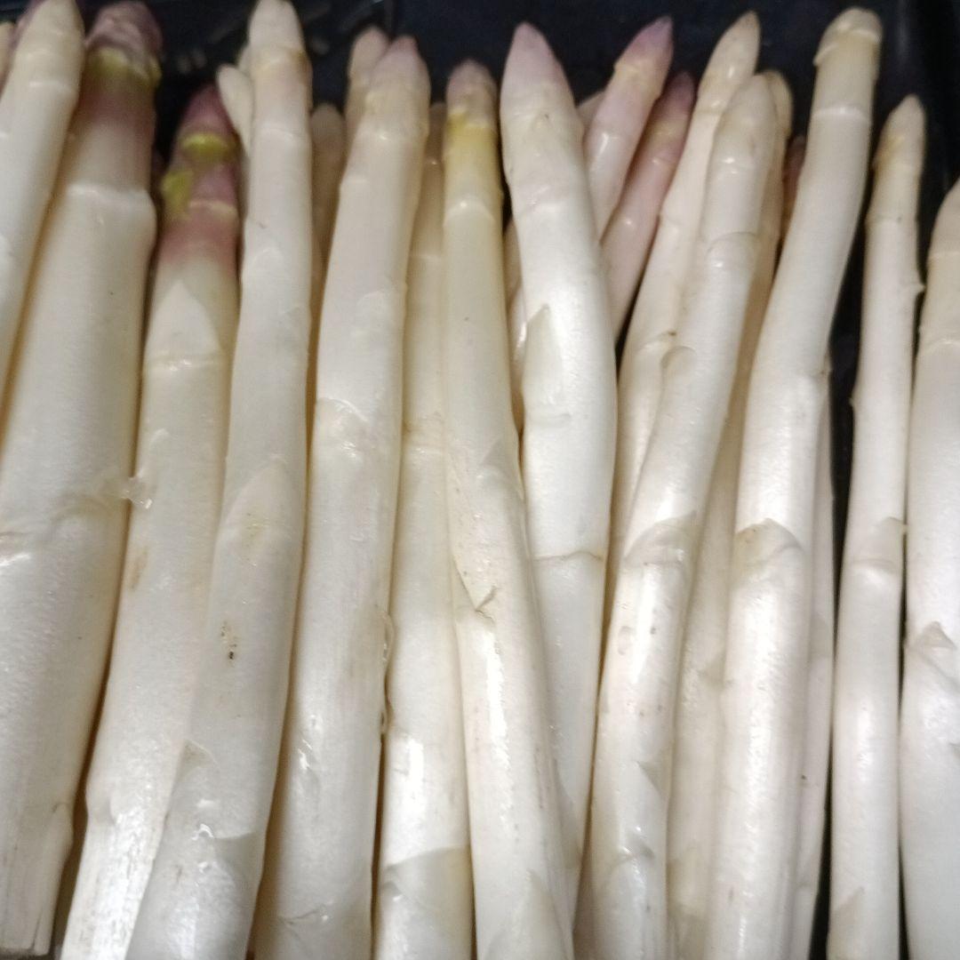 ホワイトアスパラガスB級品【700g】 露地栽培 — image 3