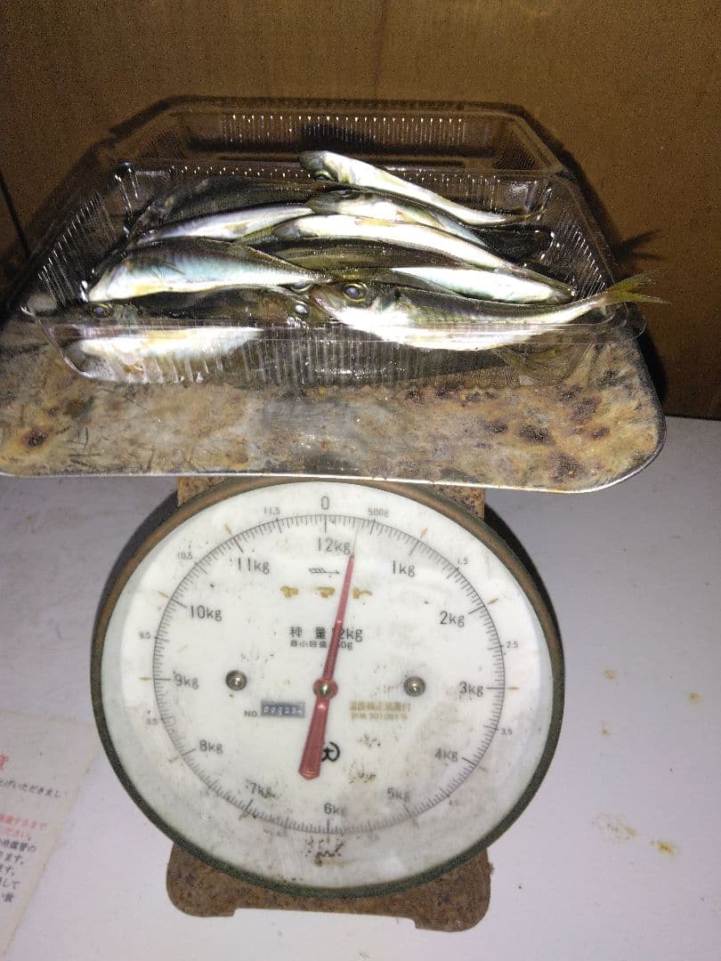 冷凍餌 小アジ 釣り用 餌 1.3キロ — image 2