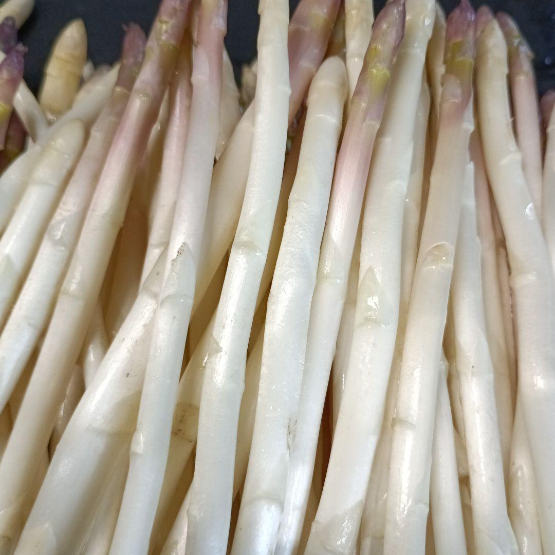 ホワイトアスパラガスB級品【700g】 露地栽培ピクルス用 — image 2
