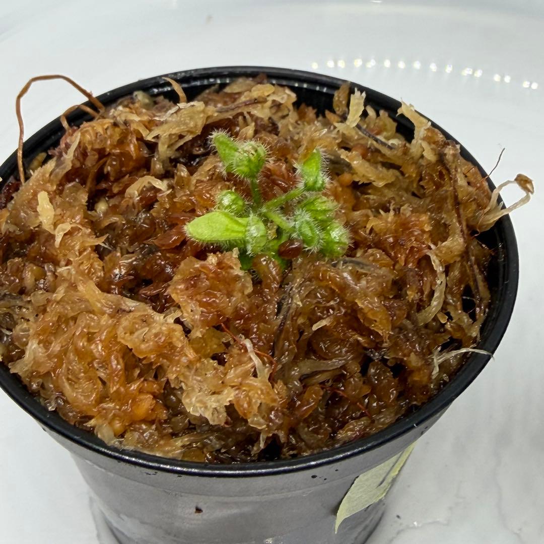 セファロタス　フォリキュラリス　フクロユキノシタ　2株食虫植物 1、2番 — image 2